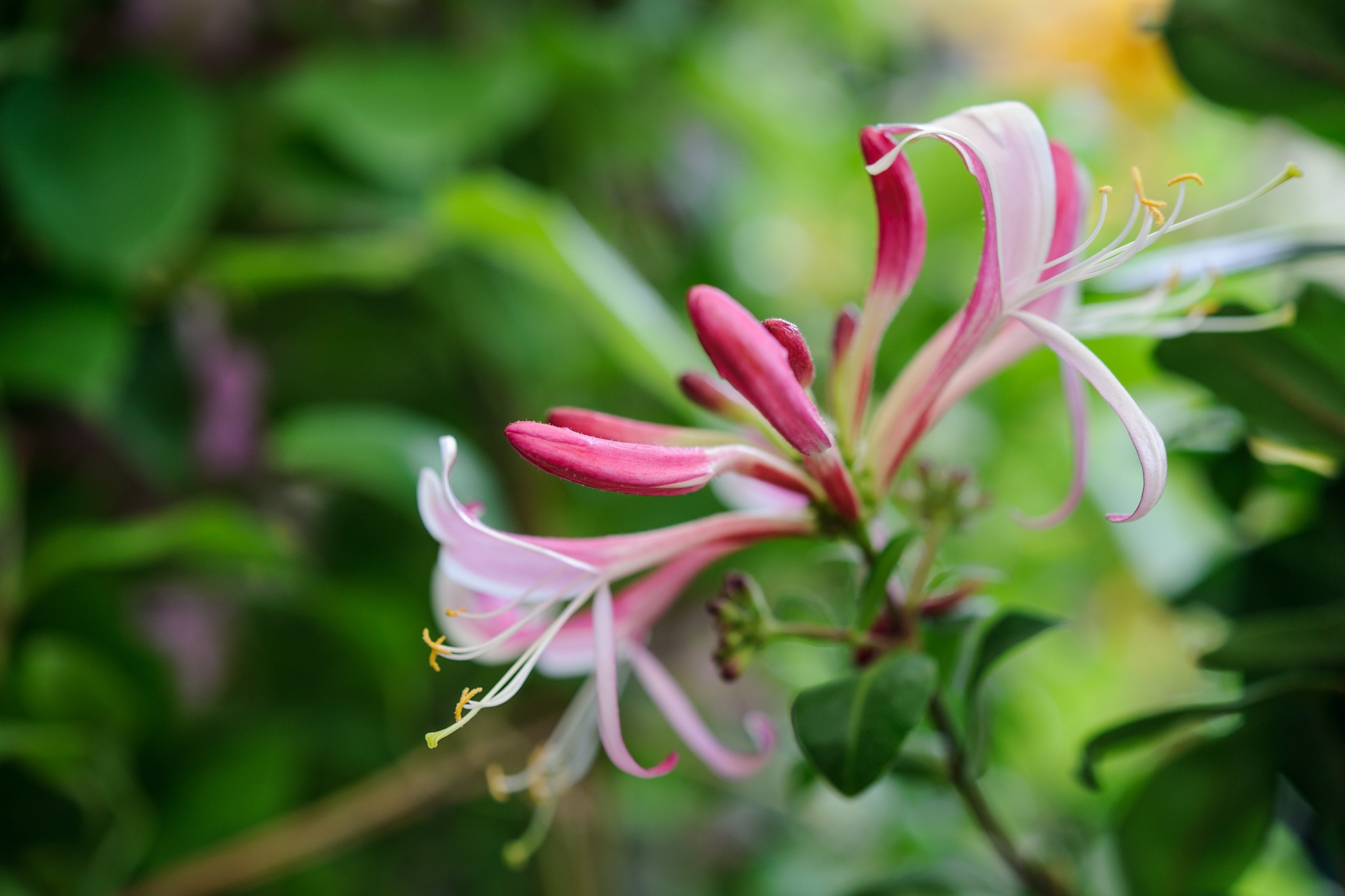 Honeysuckle, Lonicera peryclymenum