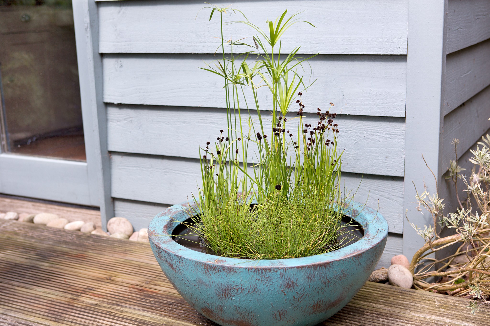 Pond in a pot with Equisetum scirpoides, Juncus ensifolius, and Cyperus involucratus