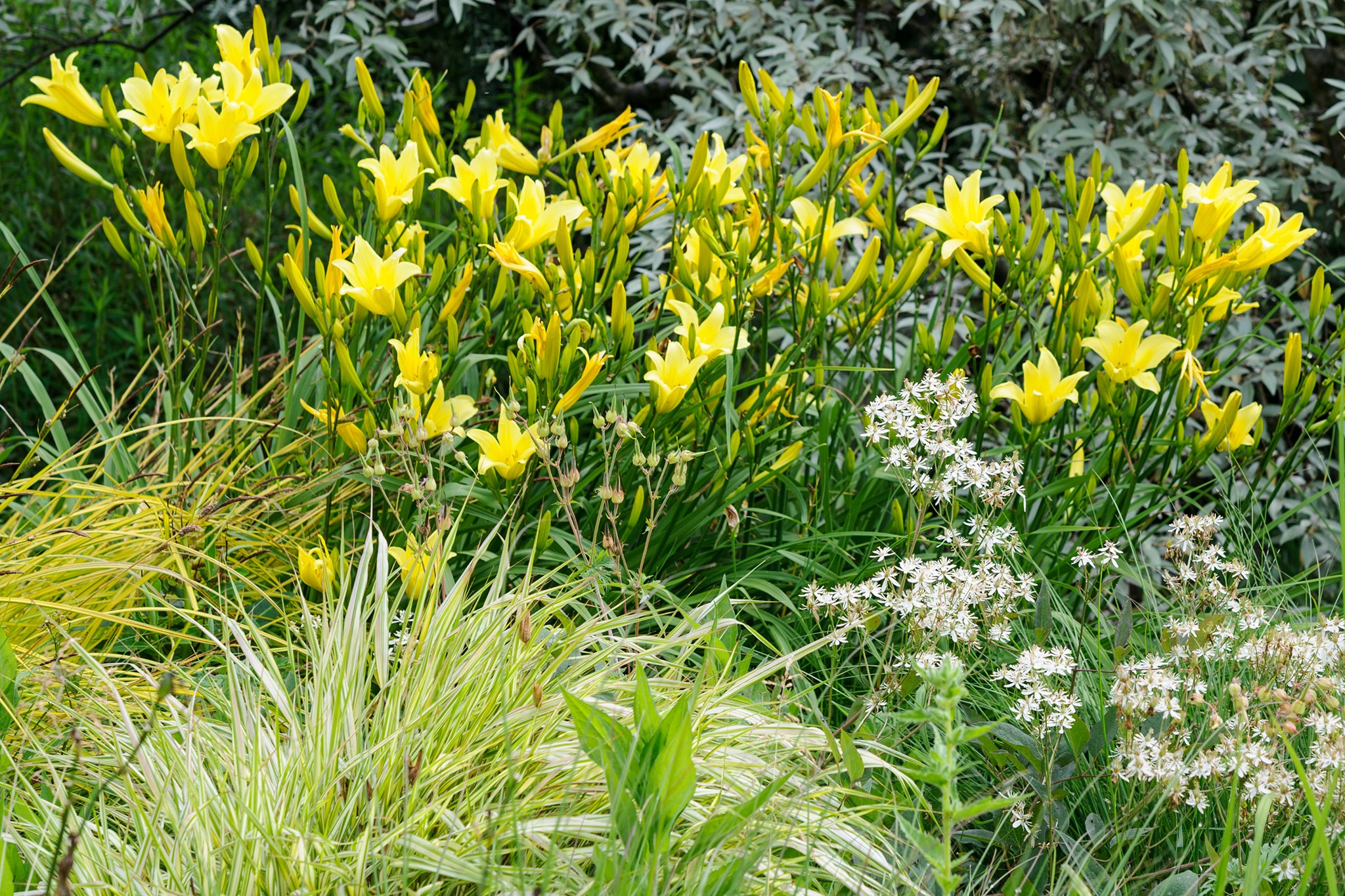 Daylily and Bowles’s golden sedge