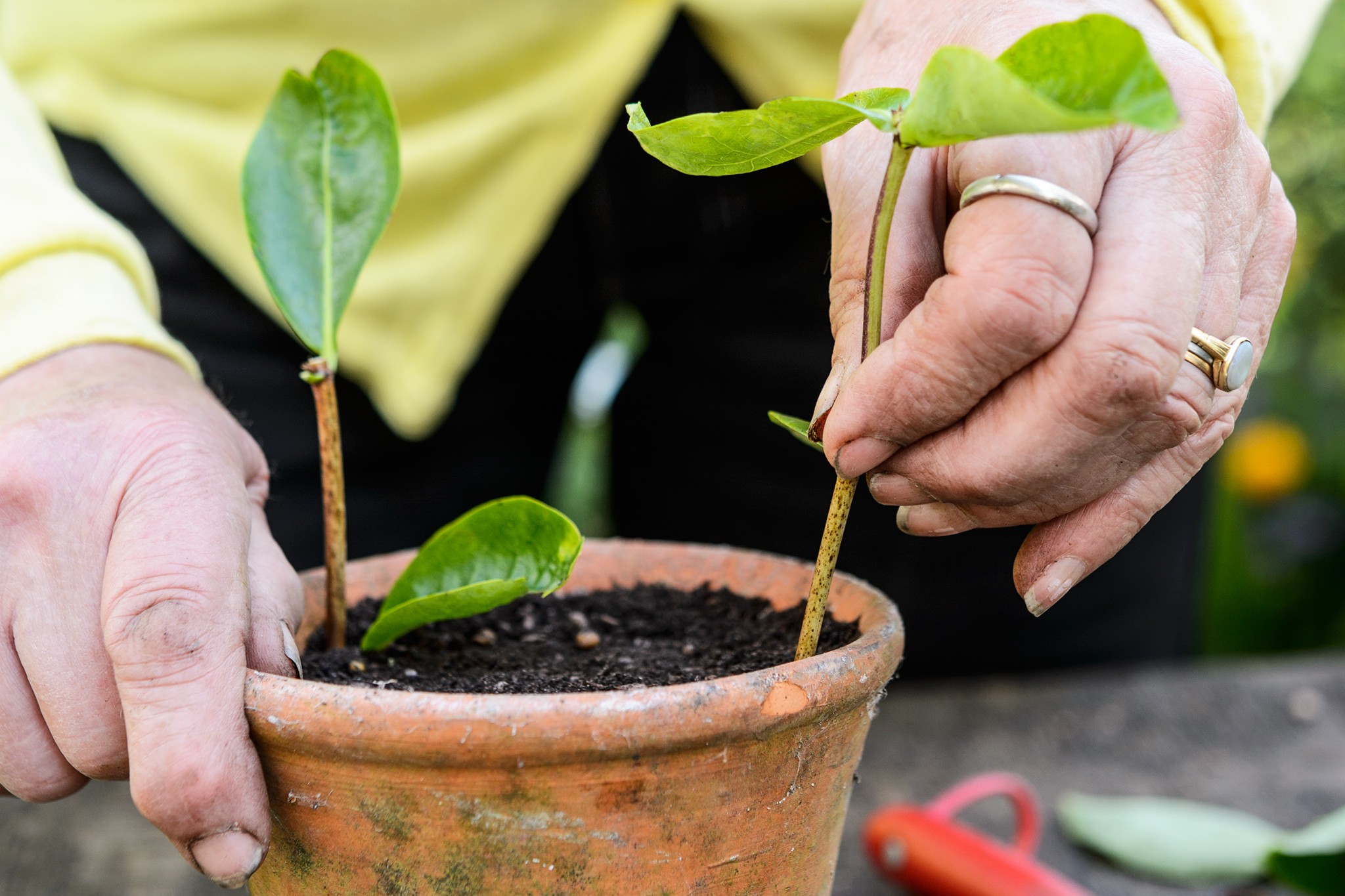 Putting the honeysuckle cuttings into terracotta pots