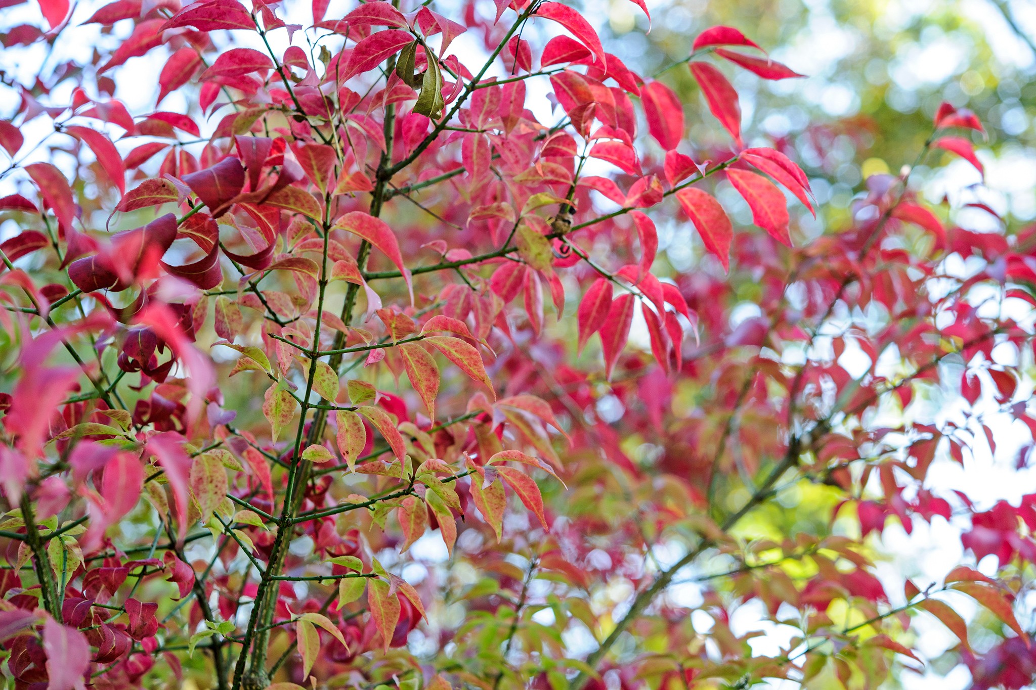 Winged spindle (Euonymus alatus var. rotundatus)