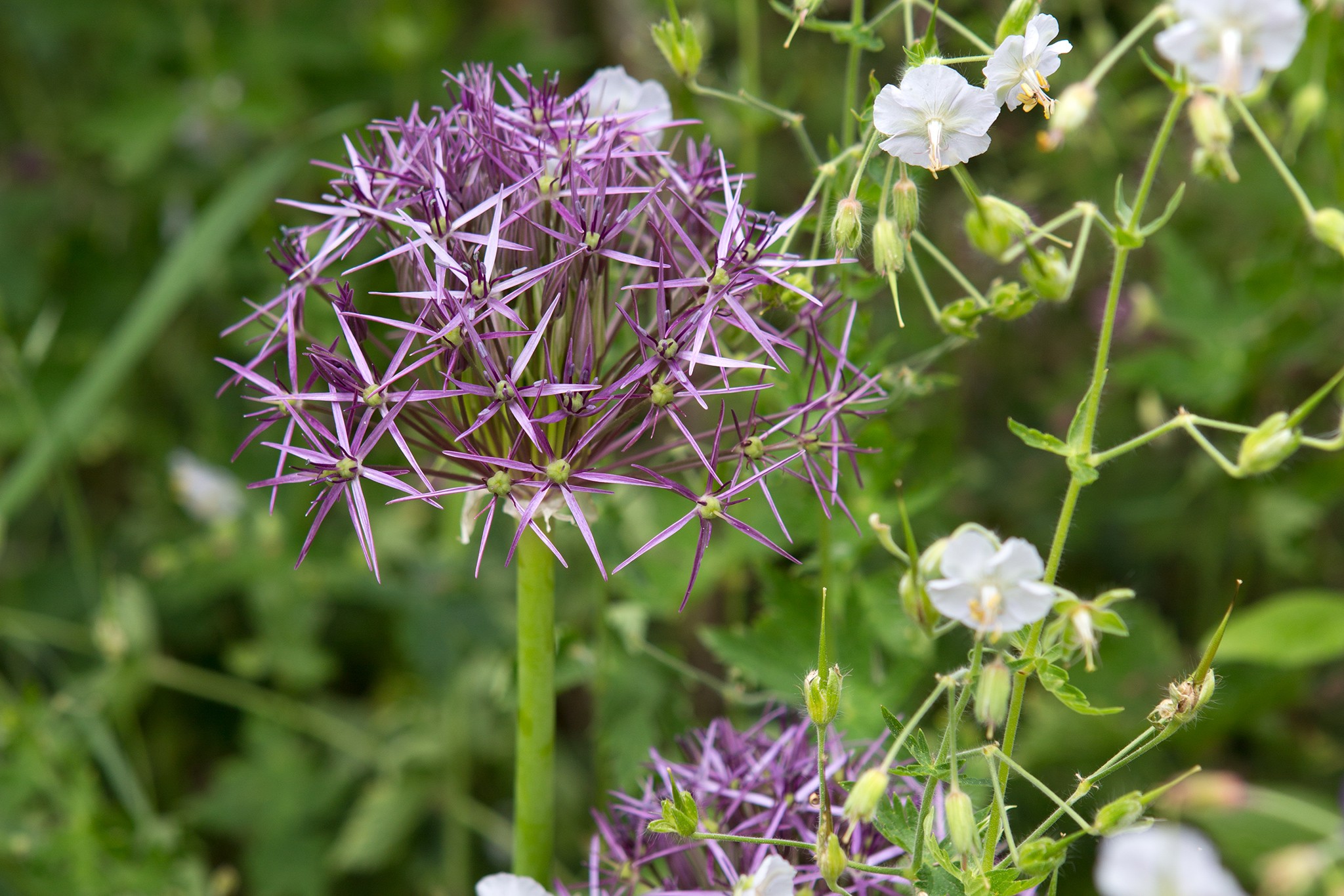 Best alliums to grow - Allium christophii