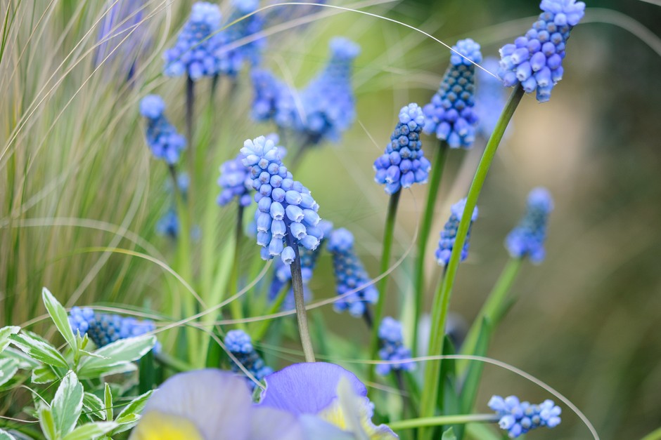 Grape hyacinth flowers