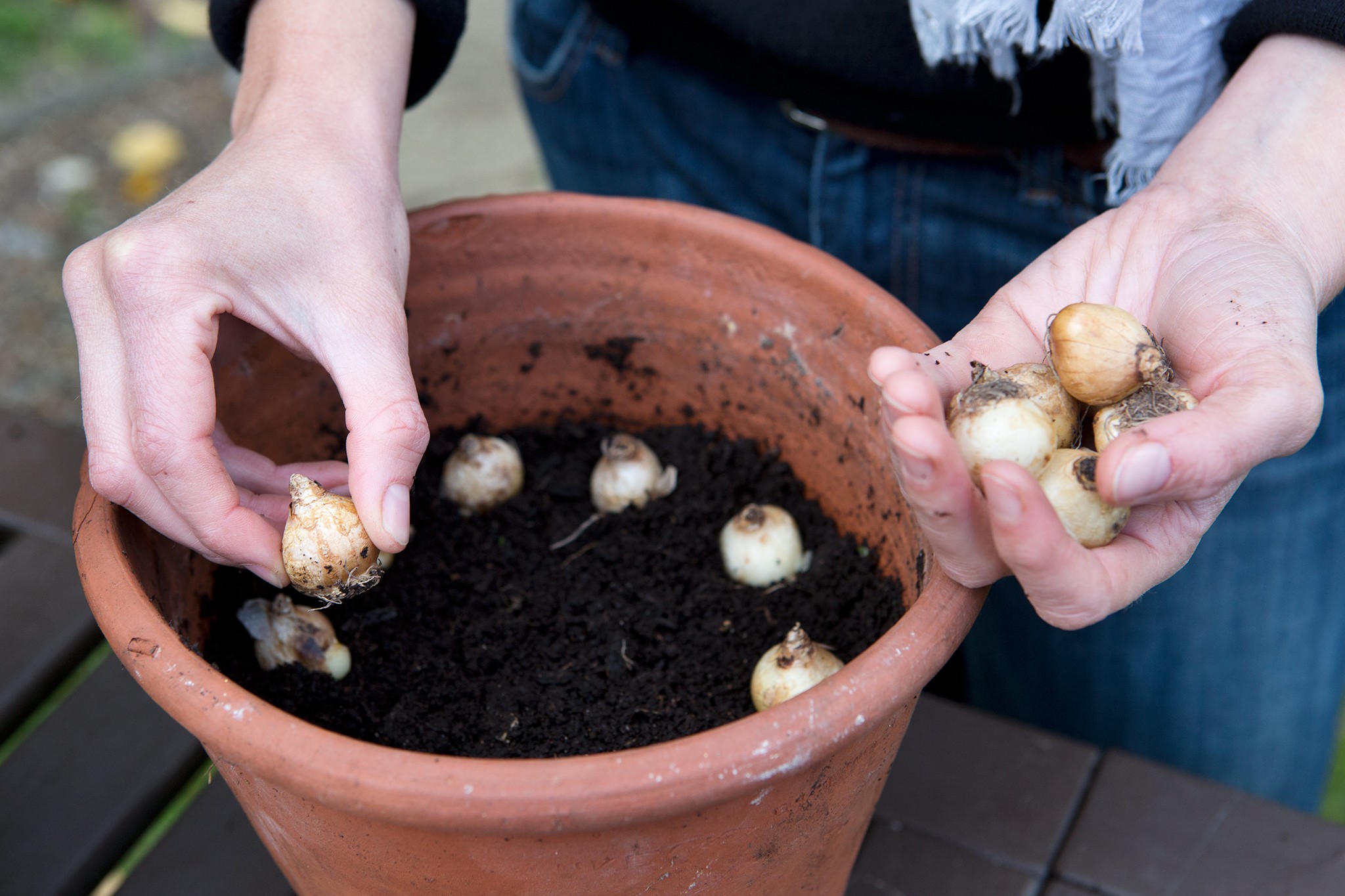 How to grow muscari - planting muscari bulbs