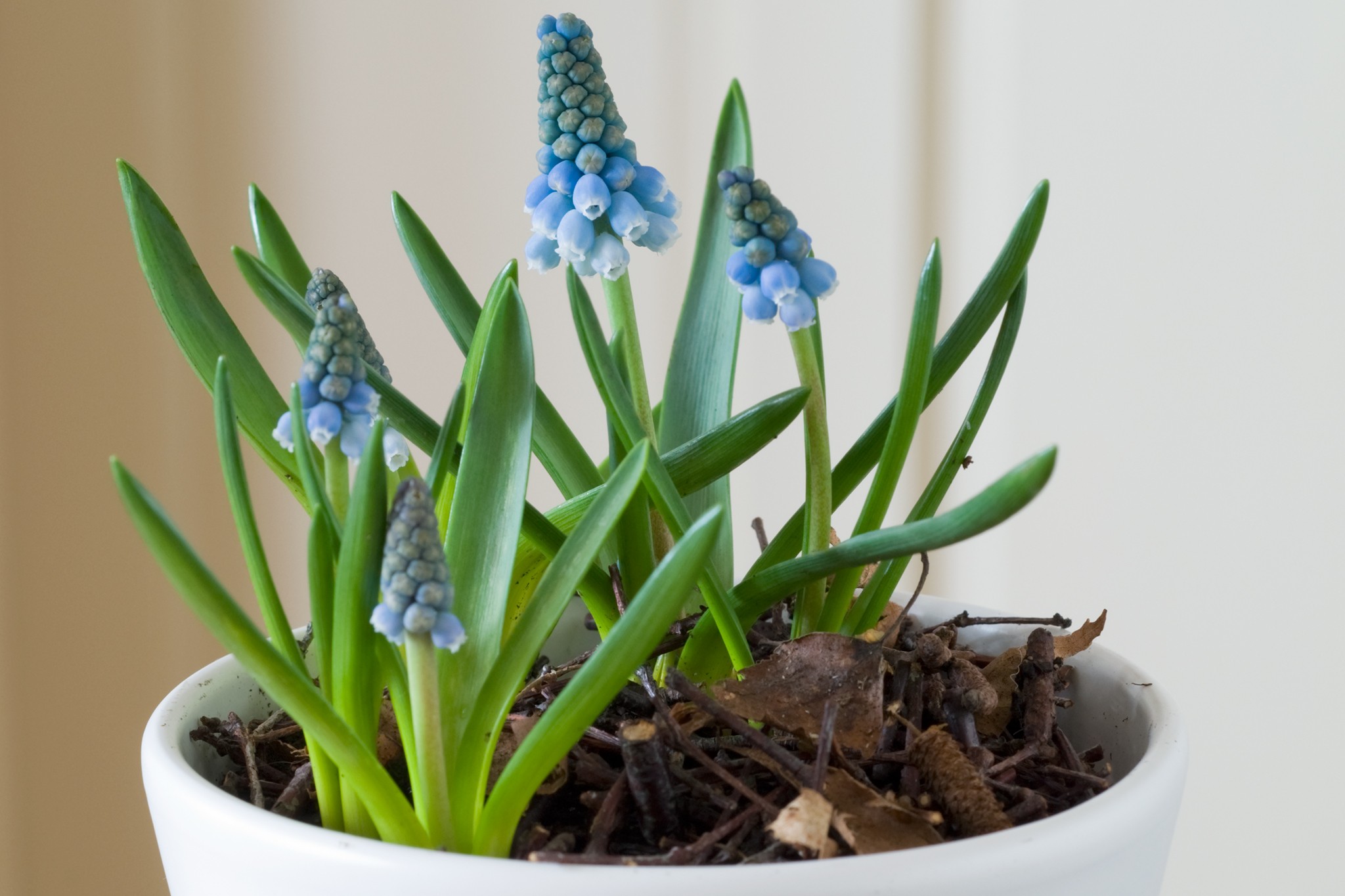 Grape hyacinths growing in a pot