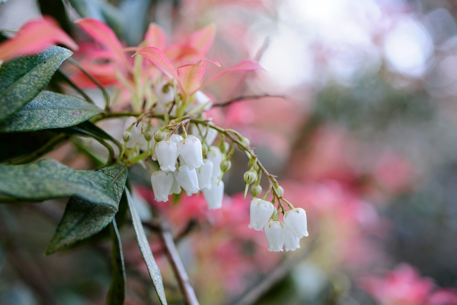 How to grow pieris