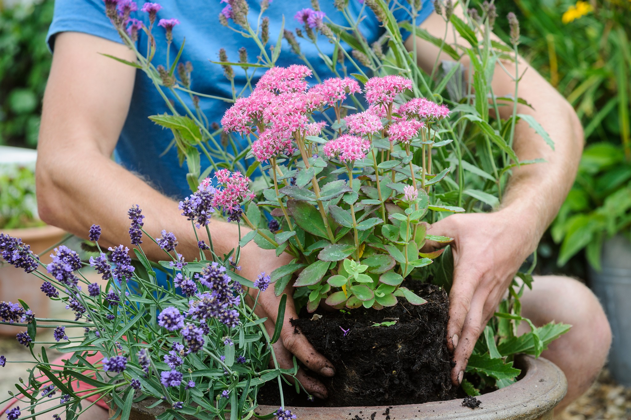 Planting a container with Sedum 'Carl'. Jason Ingram