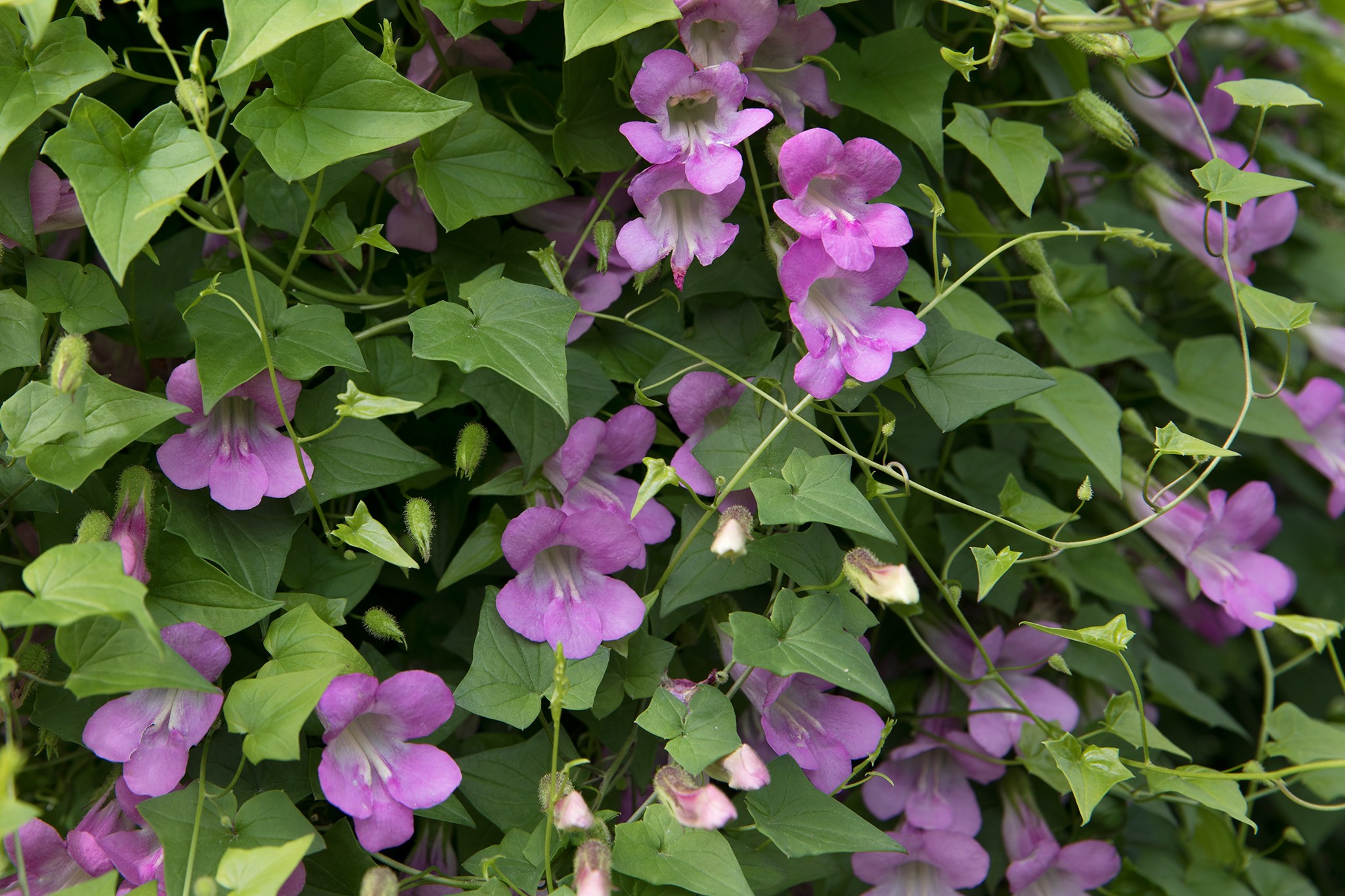 Climbers from seed - Asarina scandens