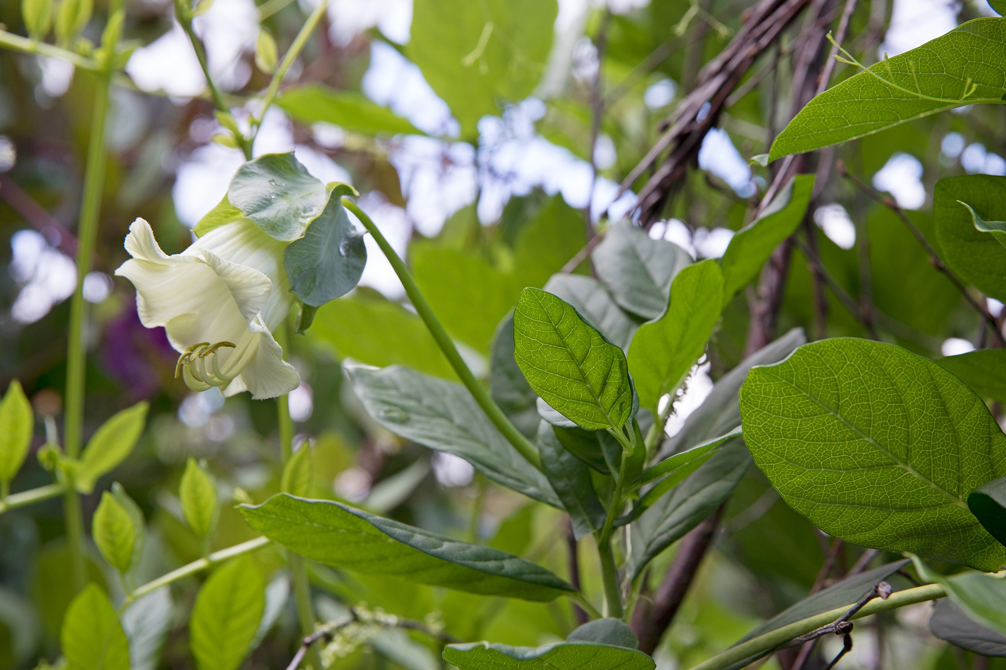 Climvers from seed - Cobaea scandens alba