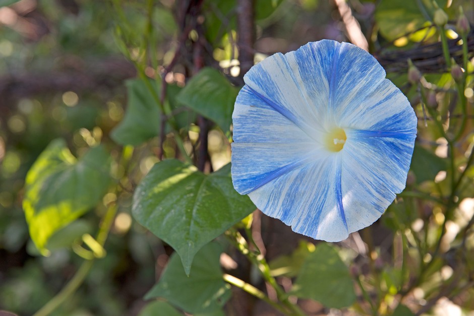 Climbers from seed - Ipomoea ‘Flying Saucers’