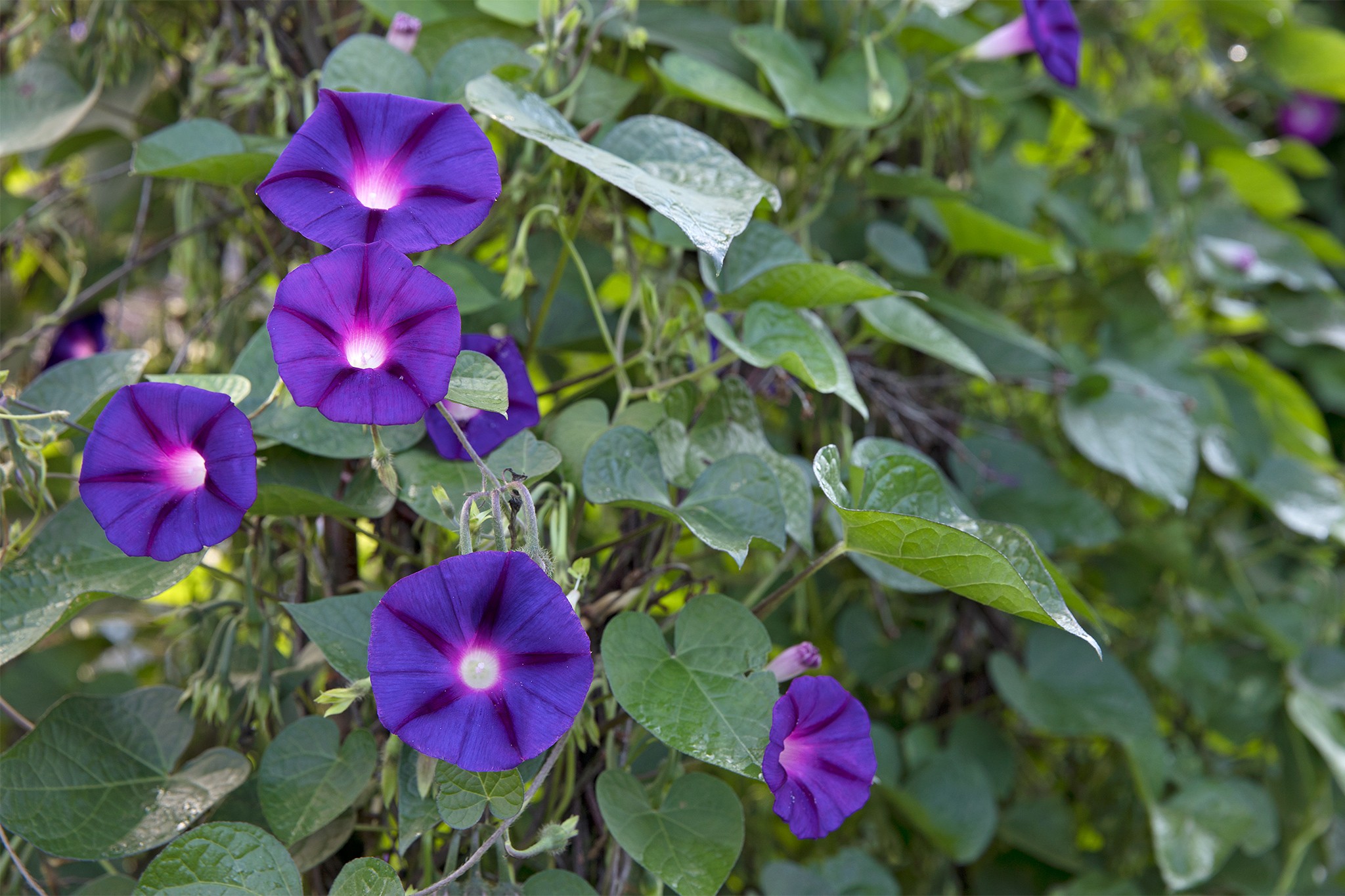 Climbers from seed - Ipomoea ‘Kniolas Black Knight’