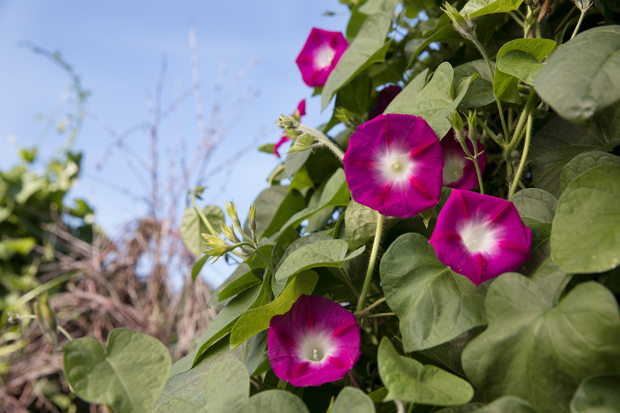 Climbers from seed - Ipomoea 'Party Dress'