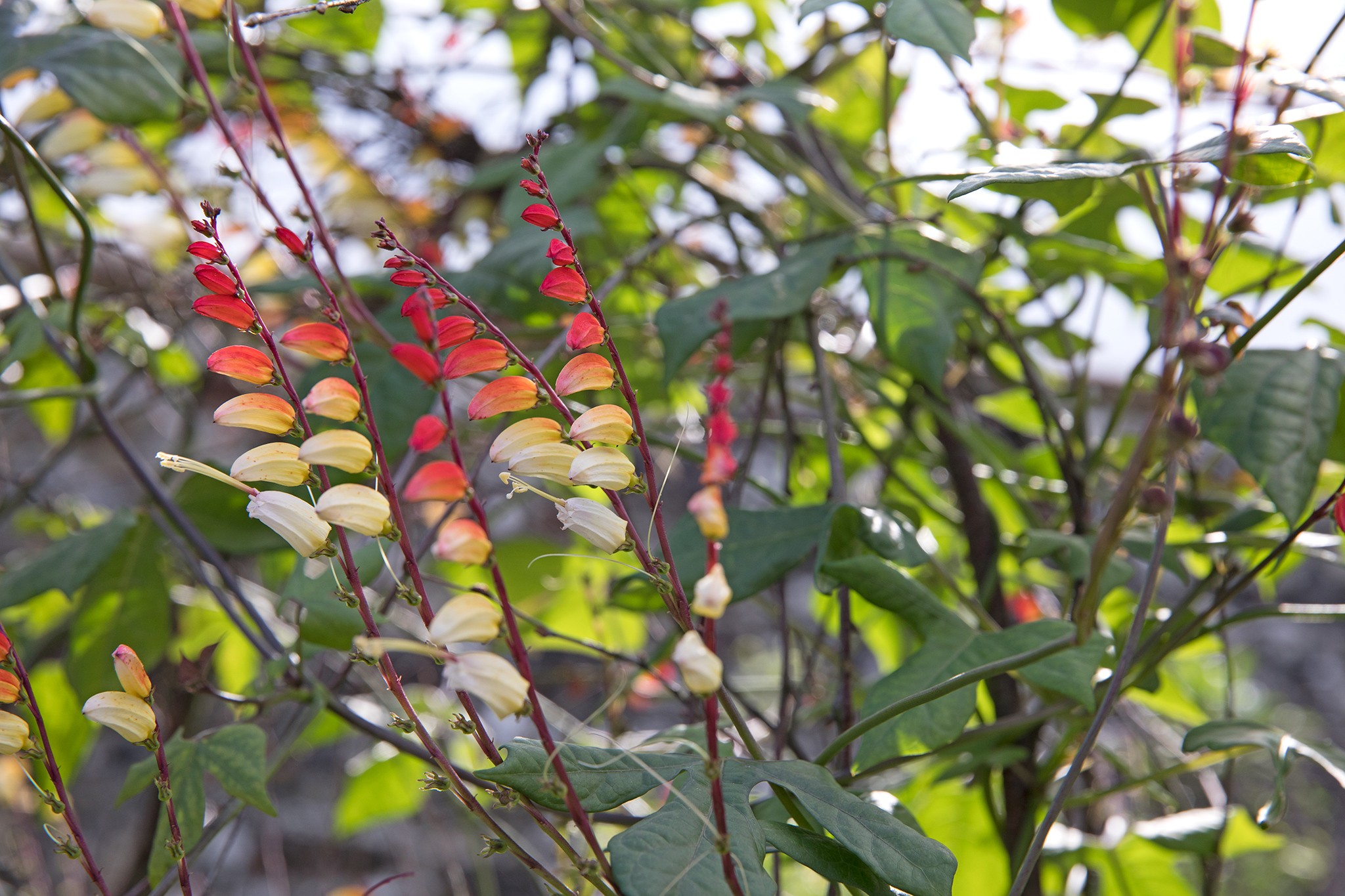 Mina lobata ‘Jungle Queen’