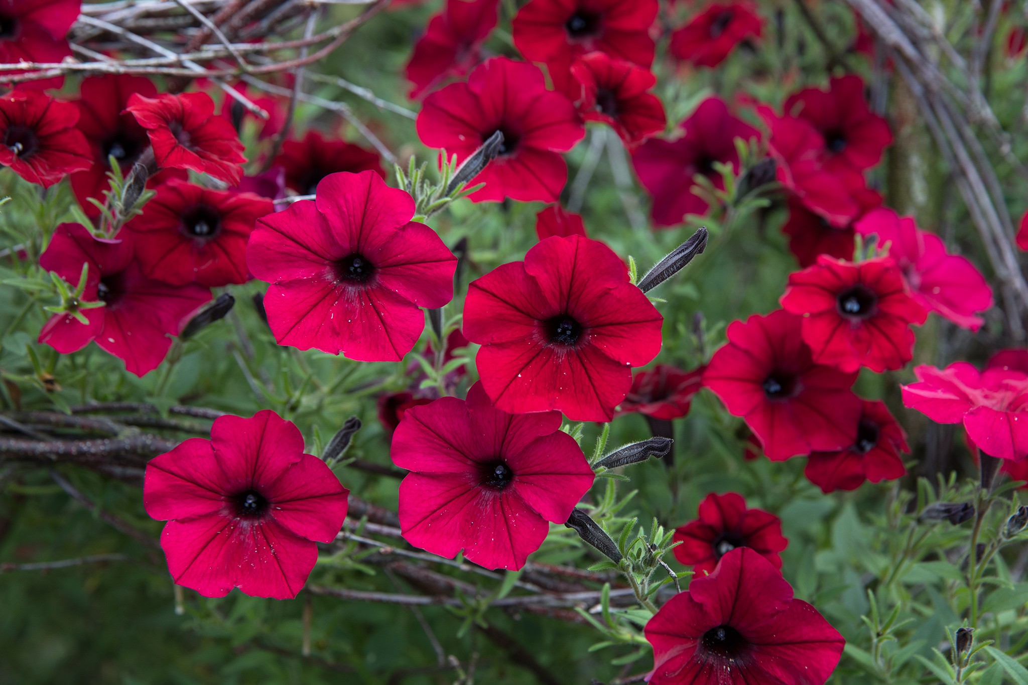 Climbers from seed - Petunia ‘Tidal Wave Red Velour’