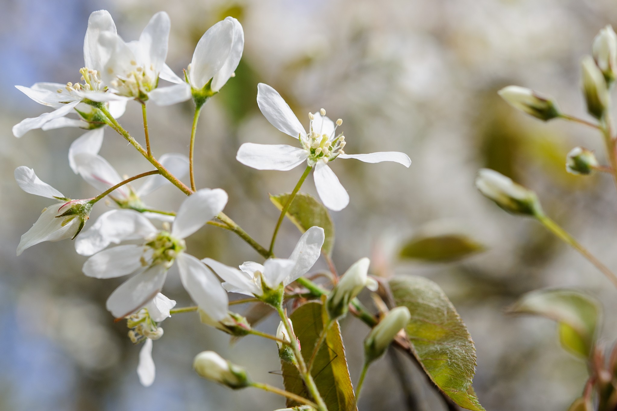 Spring-flowering Amelanchier lamarckii