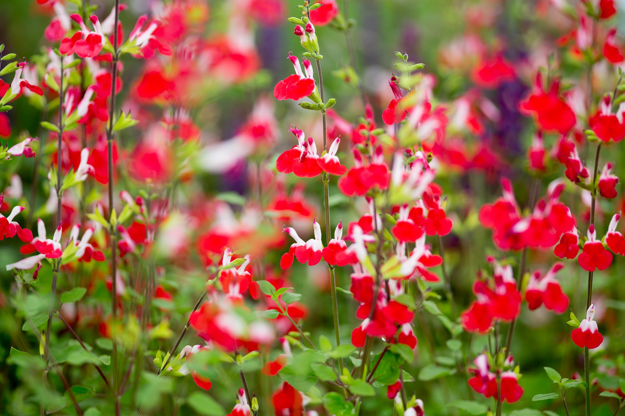 Plants for easy summer flowers: Salvia 'Hot Lips'