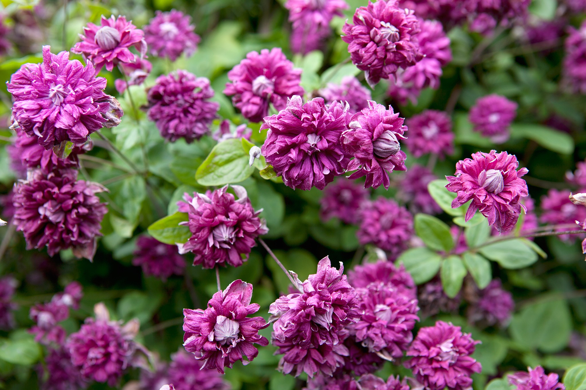 Clematis 'Purpurea Plena Elegans'. Sarah Cuttle