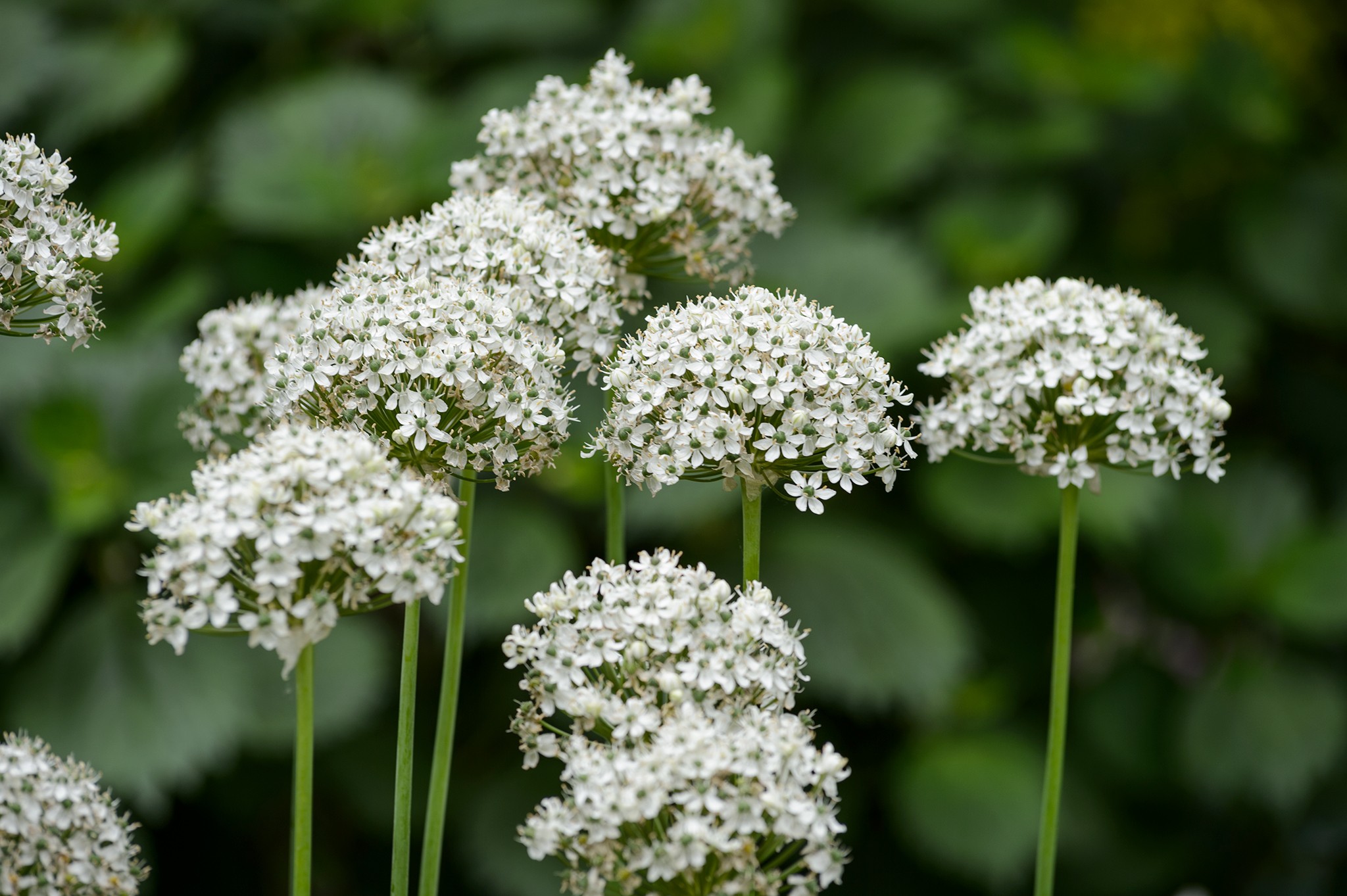 Allium nigrum