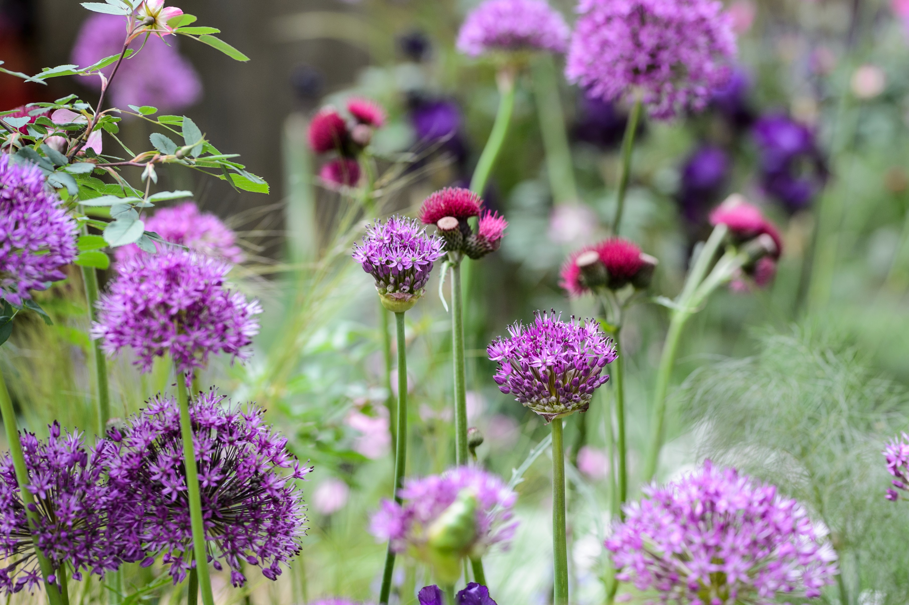 Allium 'Miami'