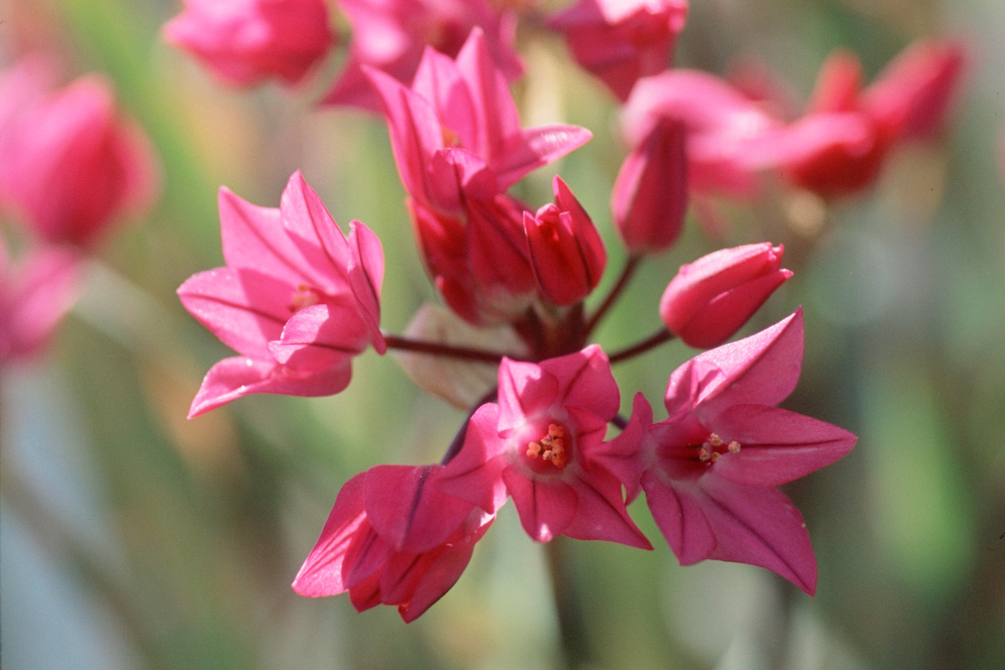 Allium oreophilum