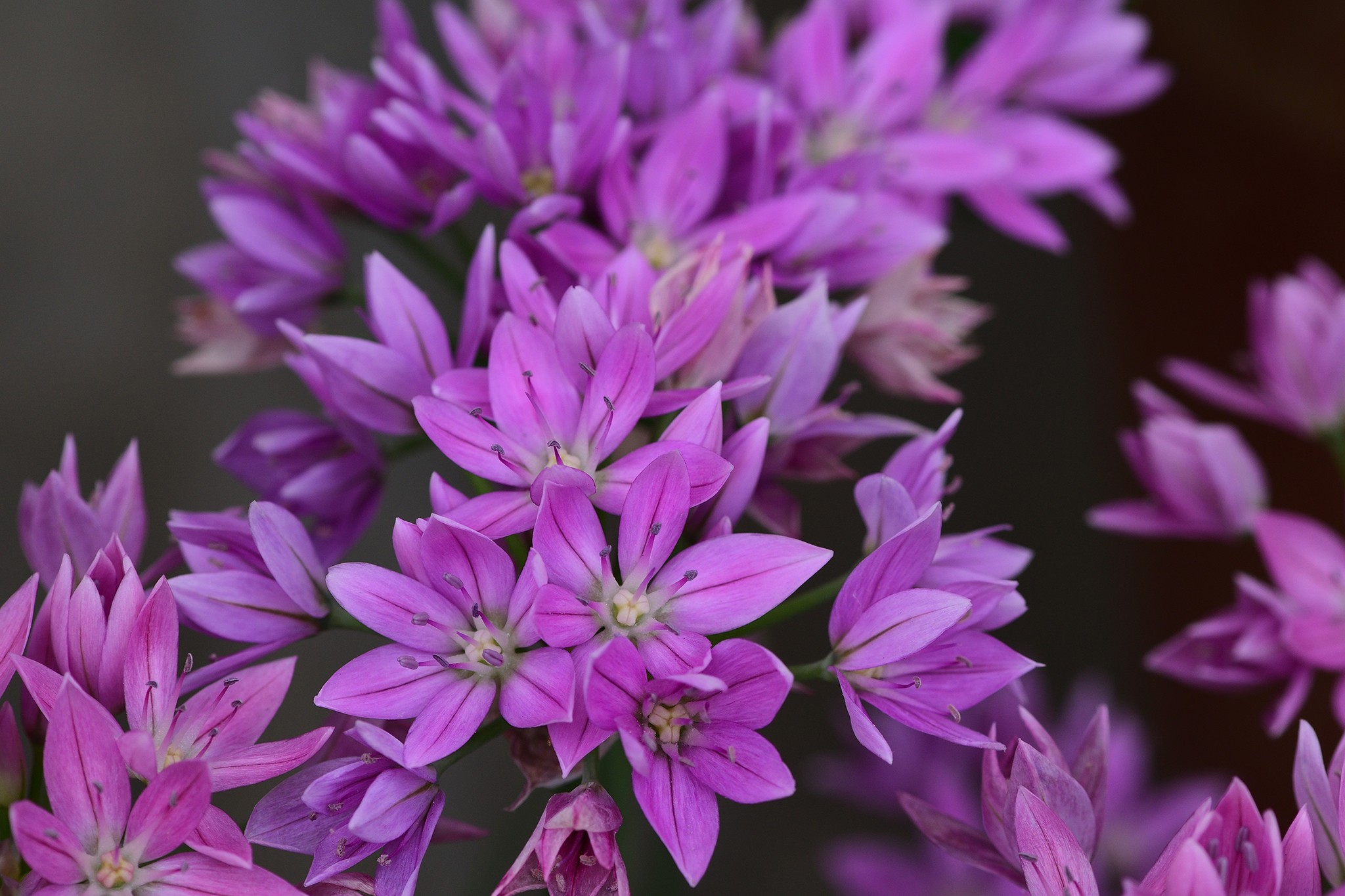 Allium unifolium