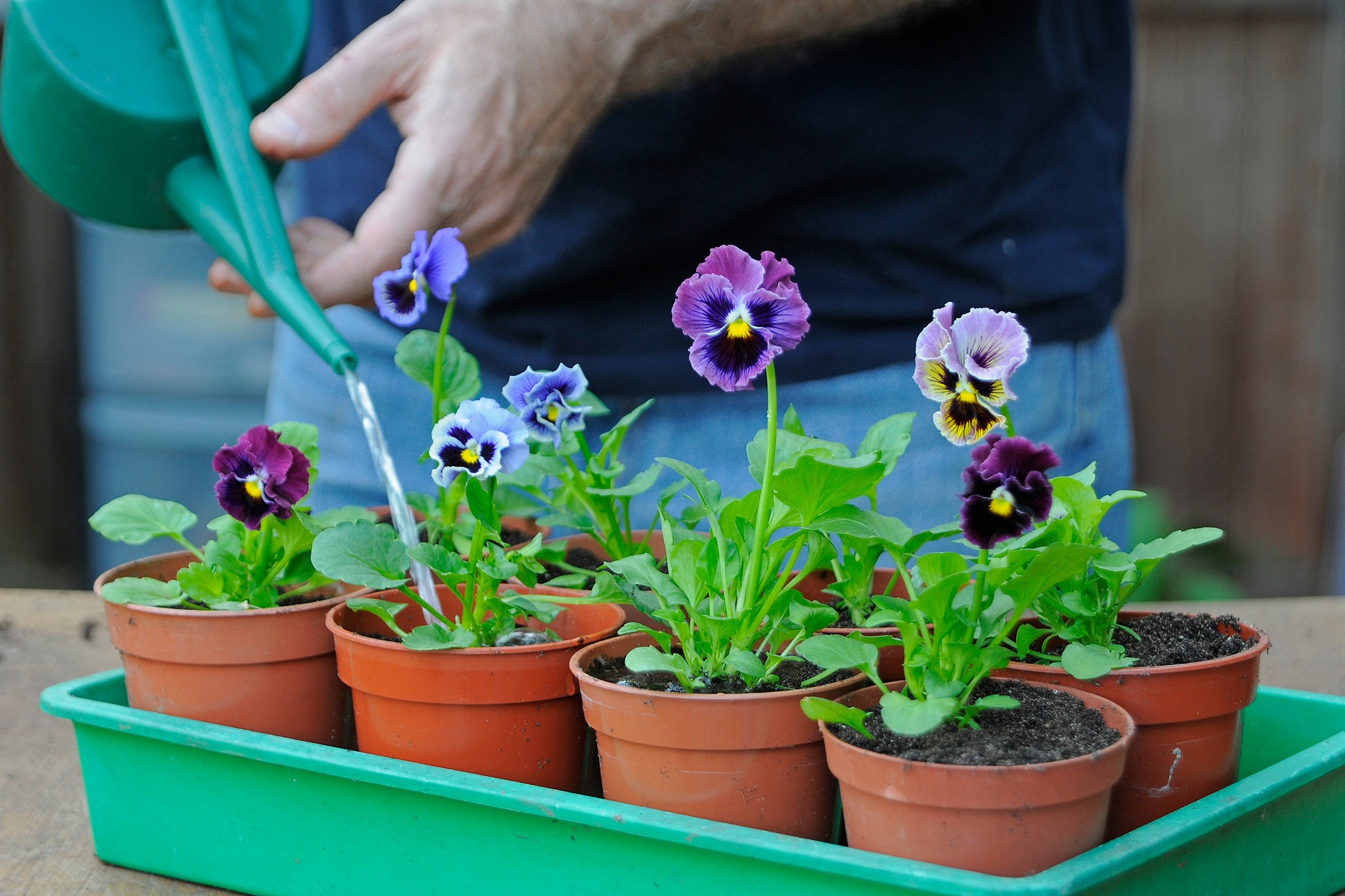How to grow pansies - watering young pansy plants