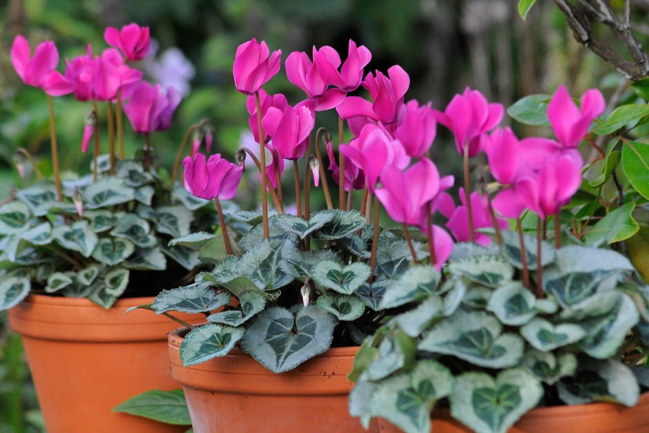 How to grow cyclamen