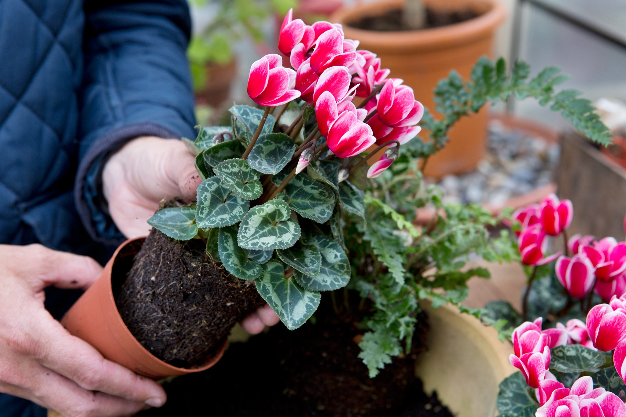 Cyclamen varieties to grow