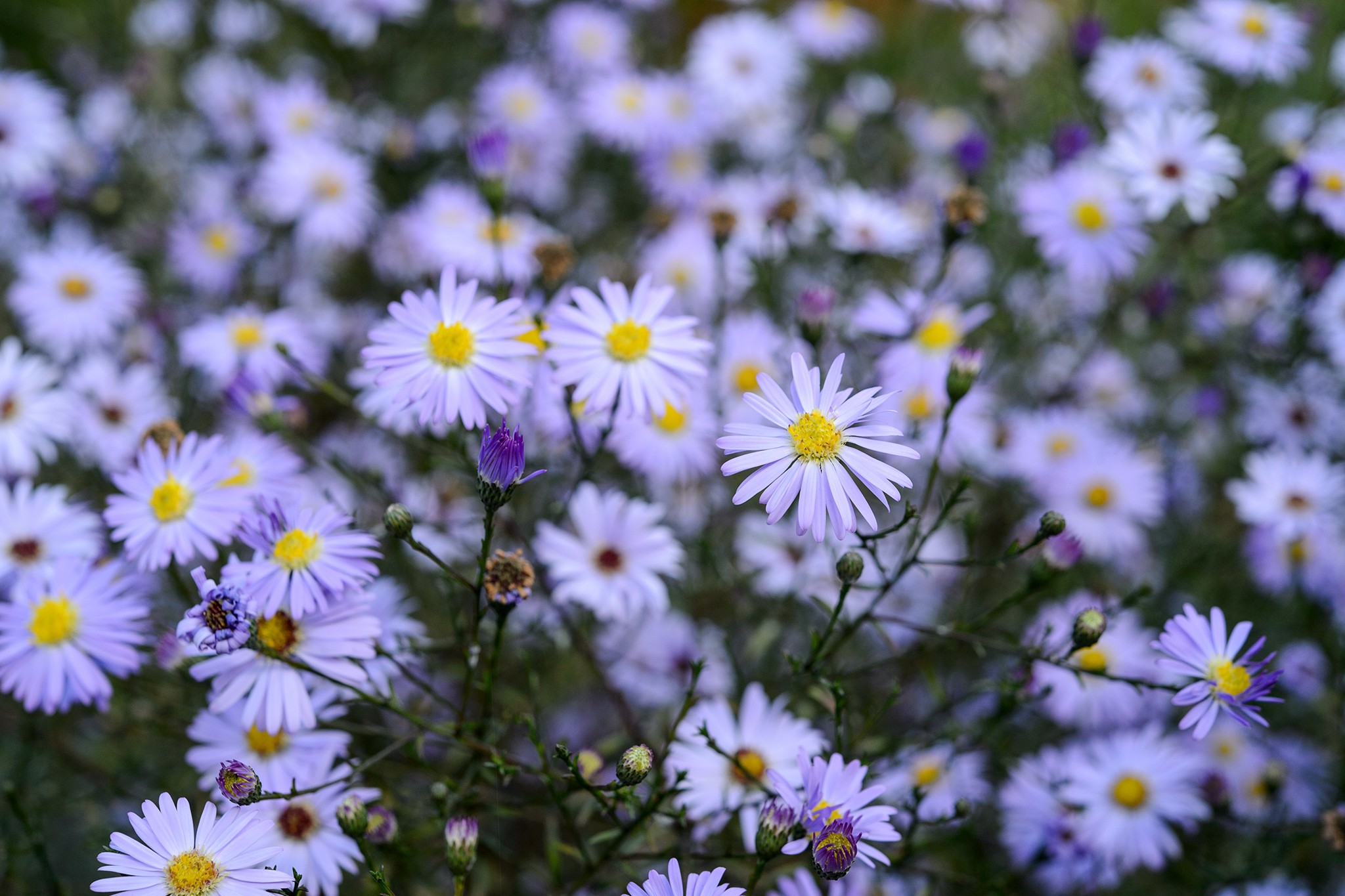 Symphyotrichum ‘Little Carlow’