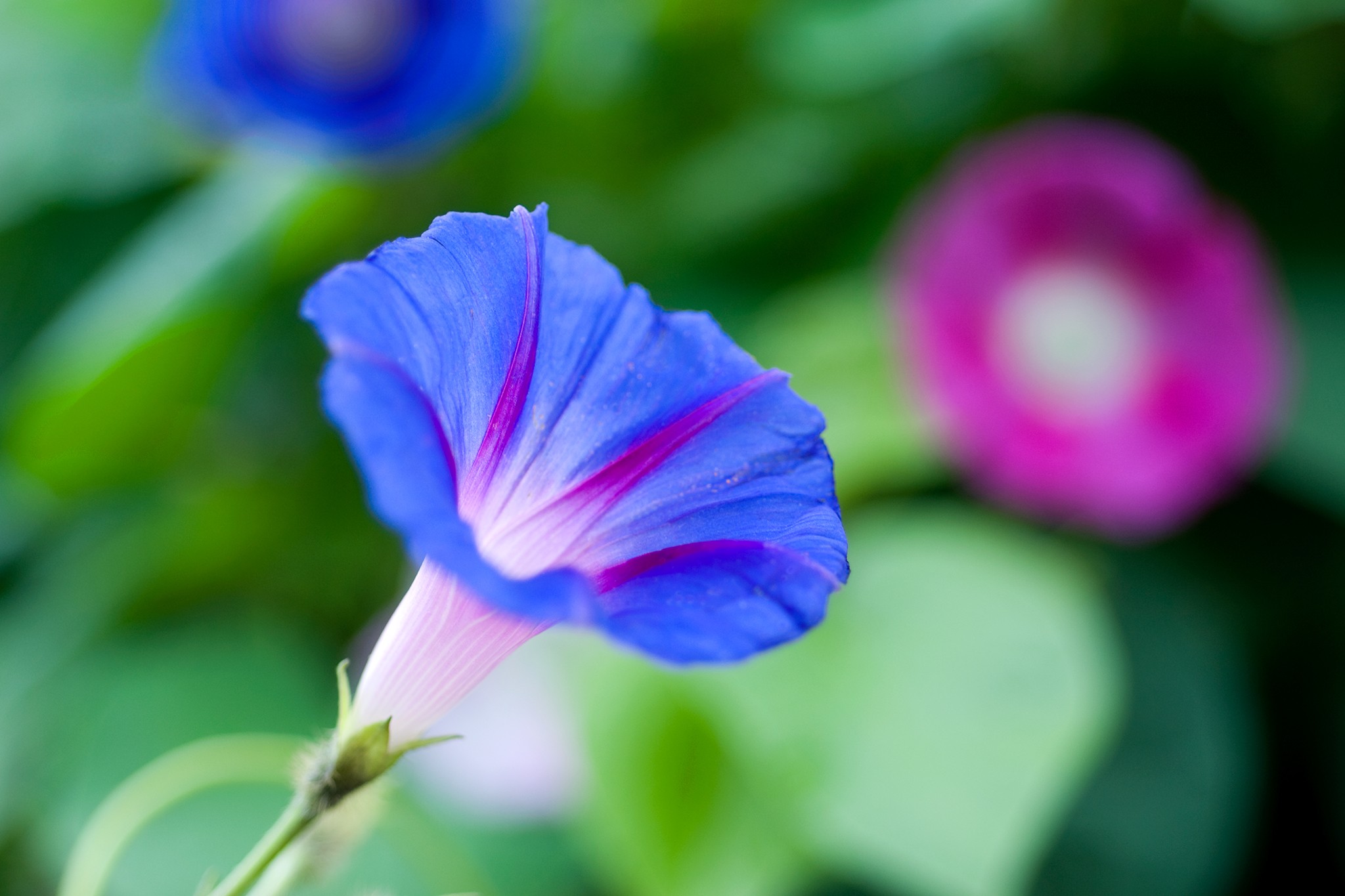 Morning glory, Ipomoea tricolor