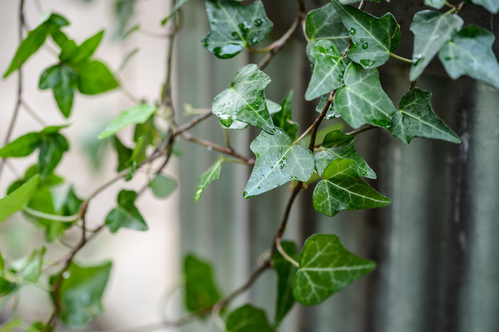 English ivy growing indoors