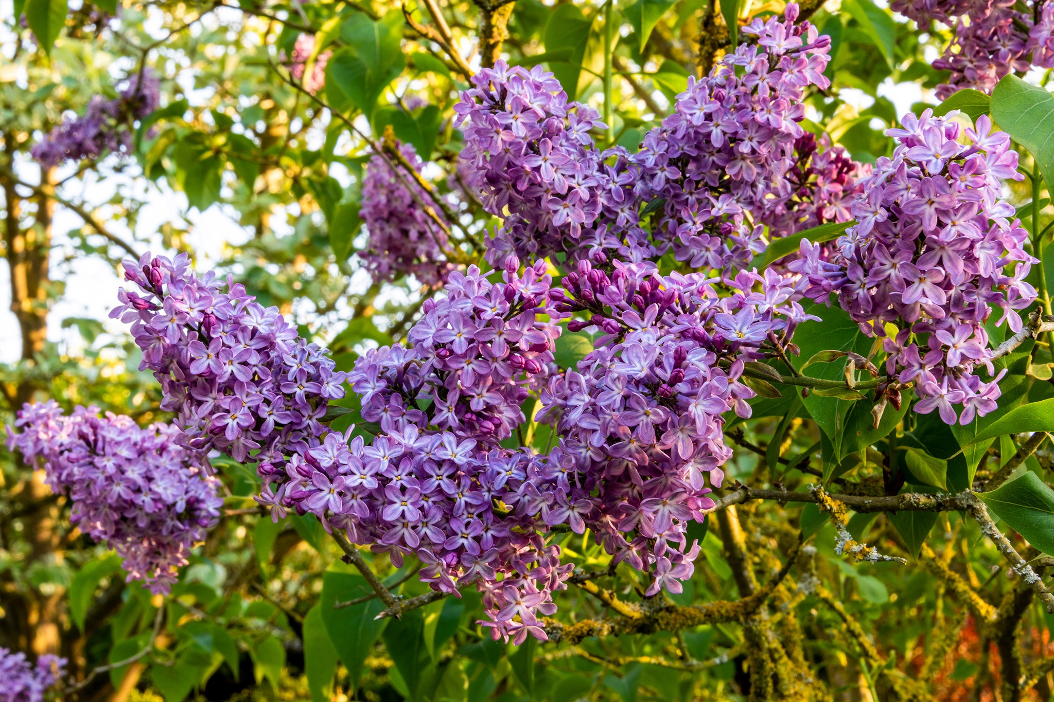 Syringa vulgaris 'Katherine Havemeyer'. Getty Images