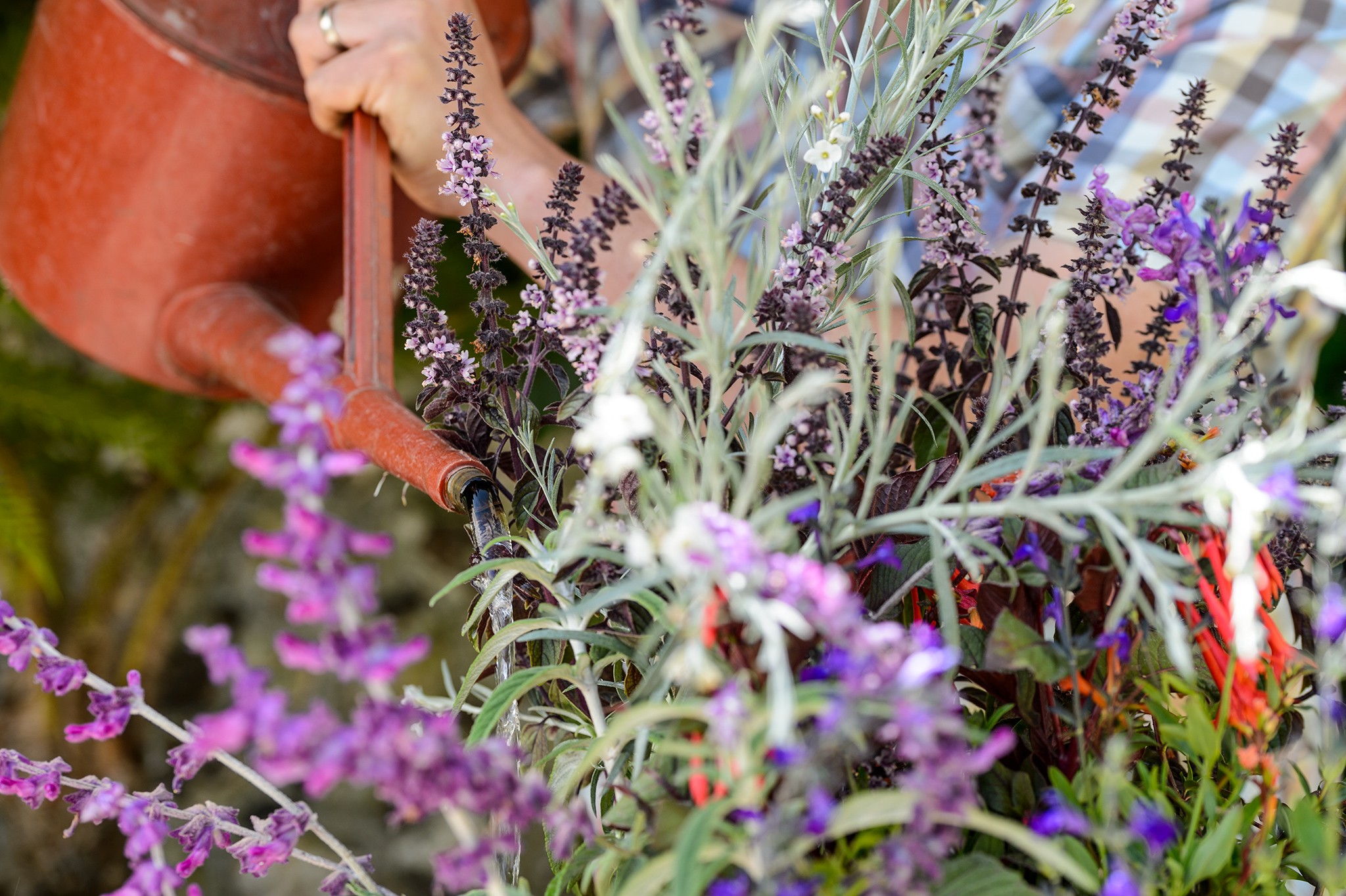 Tom planting up terracotta pot container with exotic plants water watering can Ocimum African Blue African blue basil Gomphostigma virgatum otter bush Fuchsia Thalia Salvia leucantha Midnight Salvia coahuilensis Cuphea caeciliae linked to shoot on 220620 280520 28052020 28/05/20 28/05/2020 28 28th May 2020 Spring early Summer Tom Brown Exotics in Pots West Dean Chichester West Sussex photographer Jason Ingram