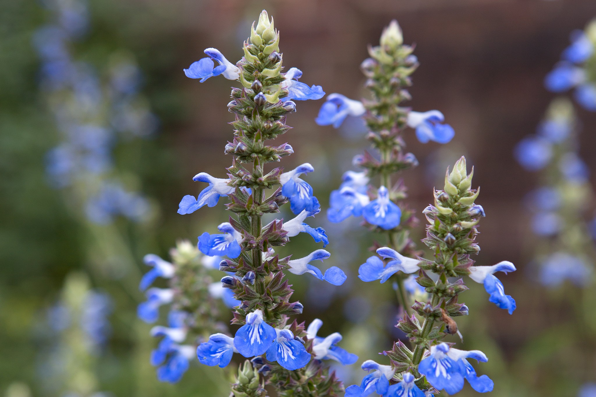 Salvia uliginosa