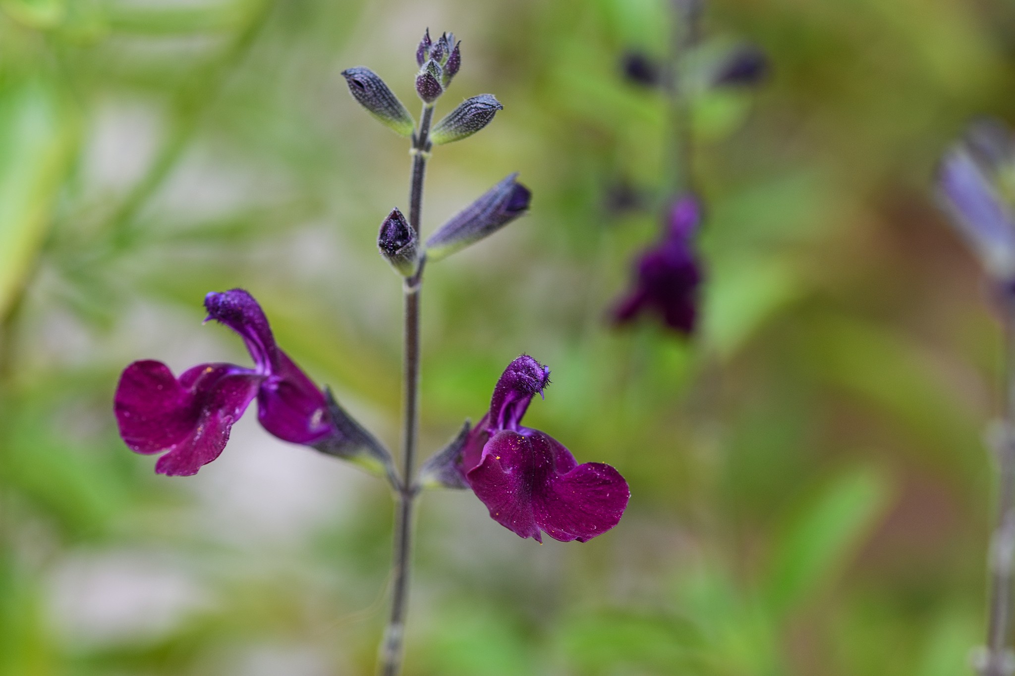 Salvia x jamensis 'Nachtvlinder'