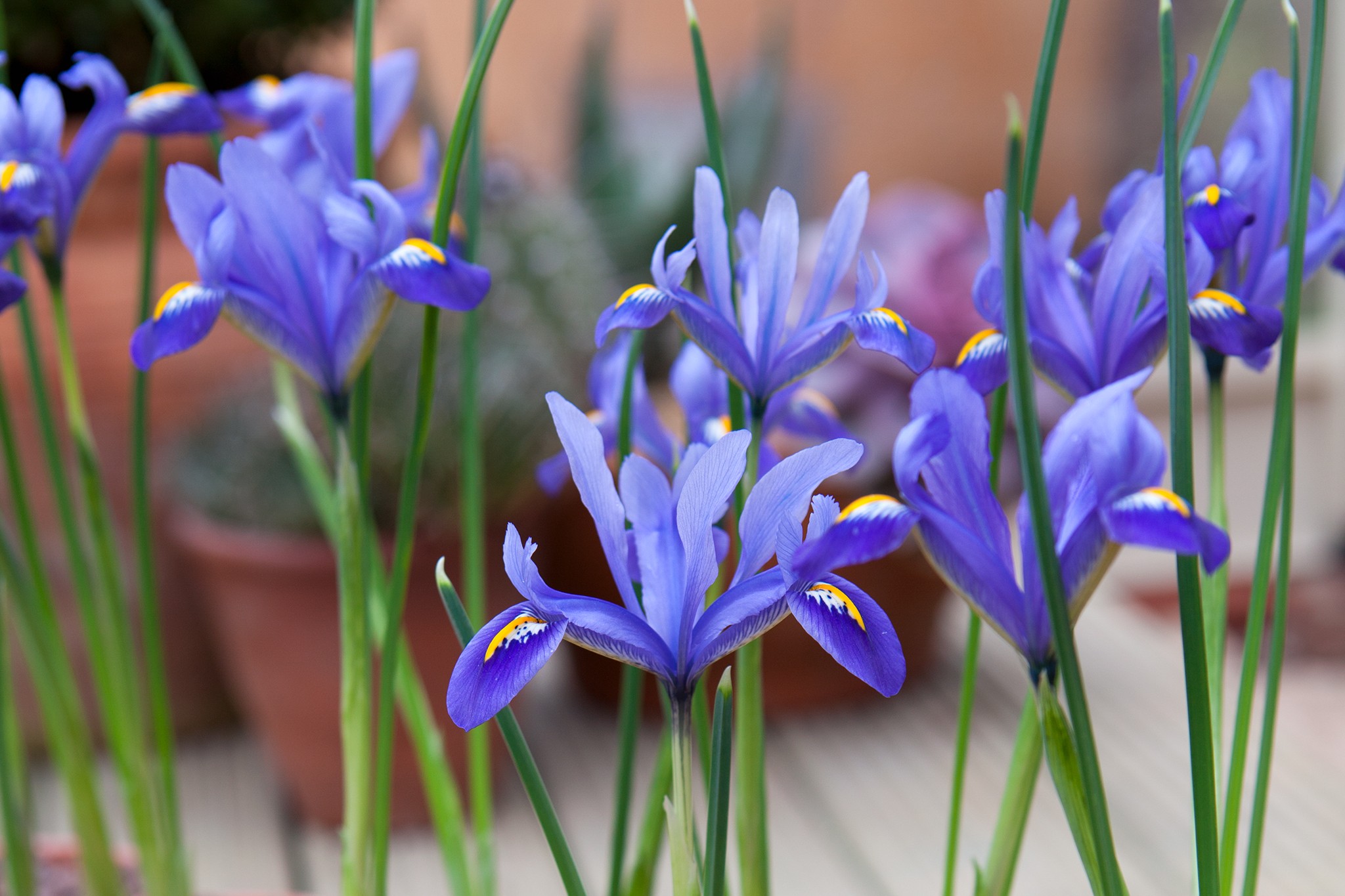 Iris reticulata flowers