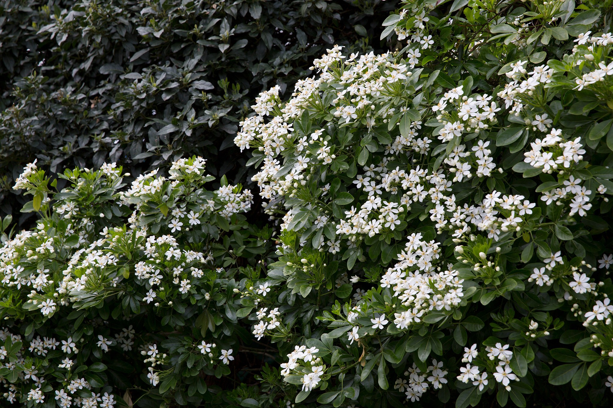 Choisya growing in a garden border