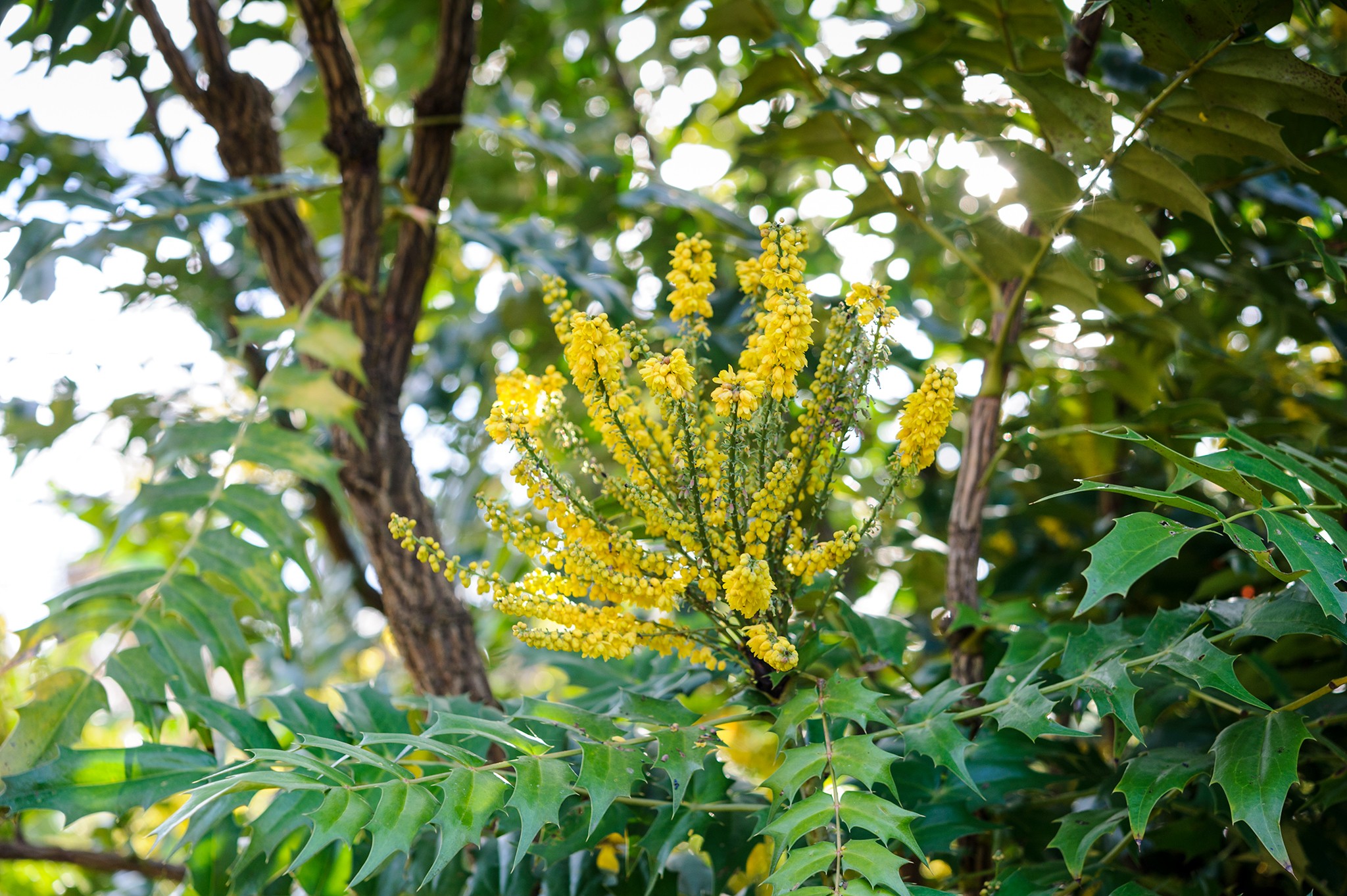 Mahonia x Media 'Winter Sun'