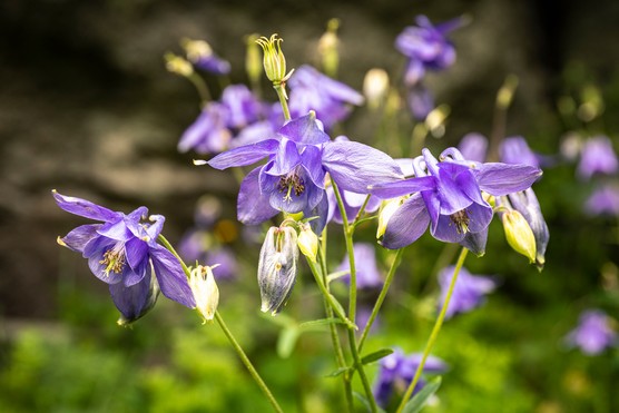 Aquilegia vulgaris. Getty Images