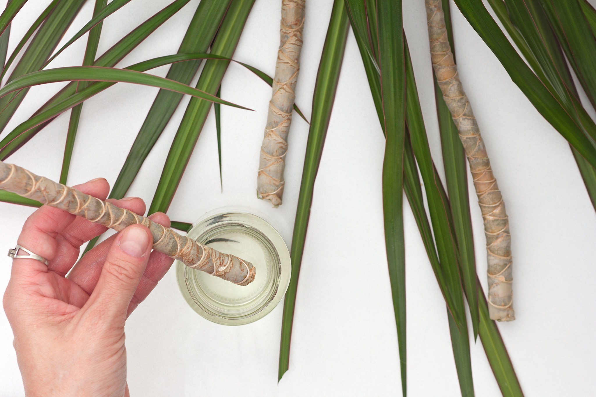 Taking dragon tree cuttings. Getty Images