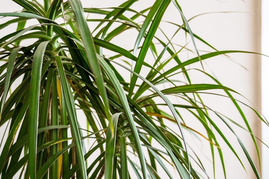 Dragon tree leaves. Getty Images