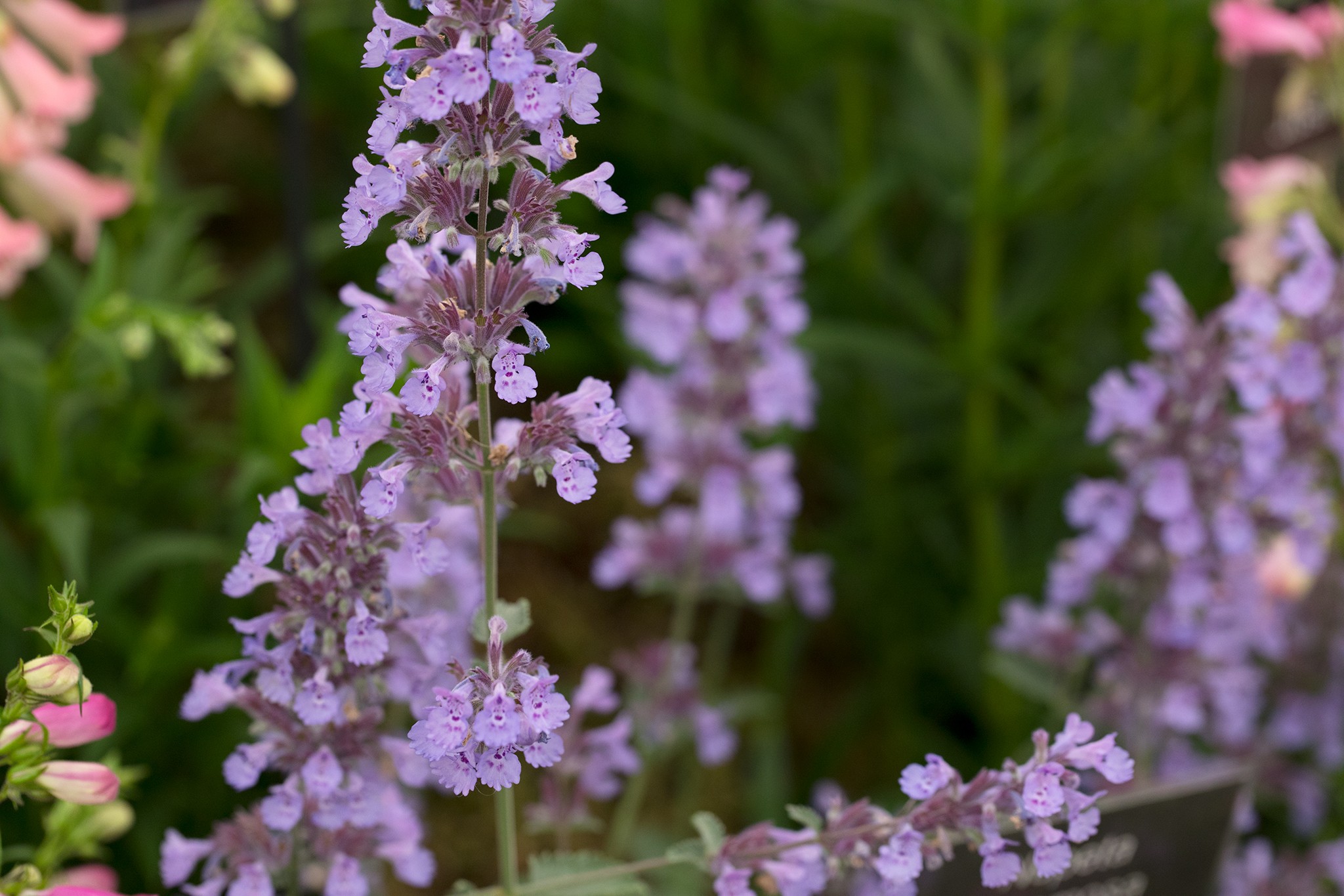 Nepeta racemosa 'Walker's Low'