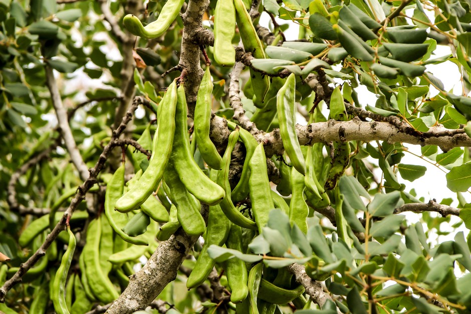 Carob pods. Getty Images