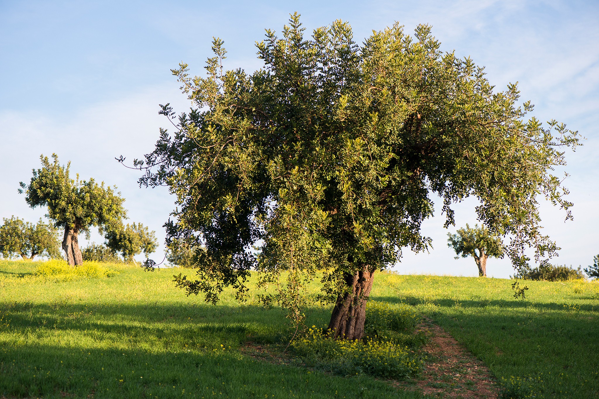 Carob tree growing in an open field. Getty Images