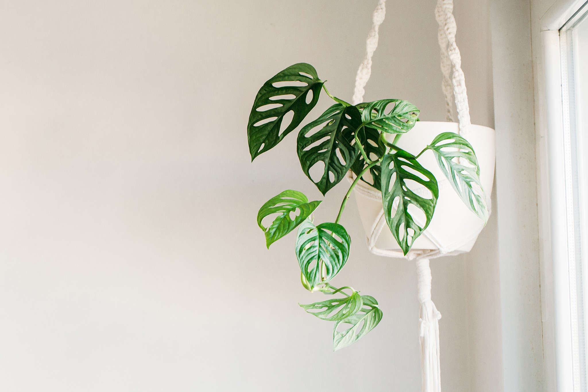 Monstera adansonii in a hanging pot. Getty Images