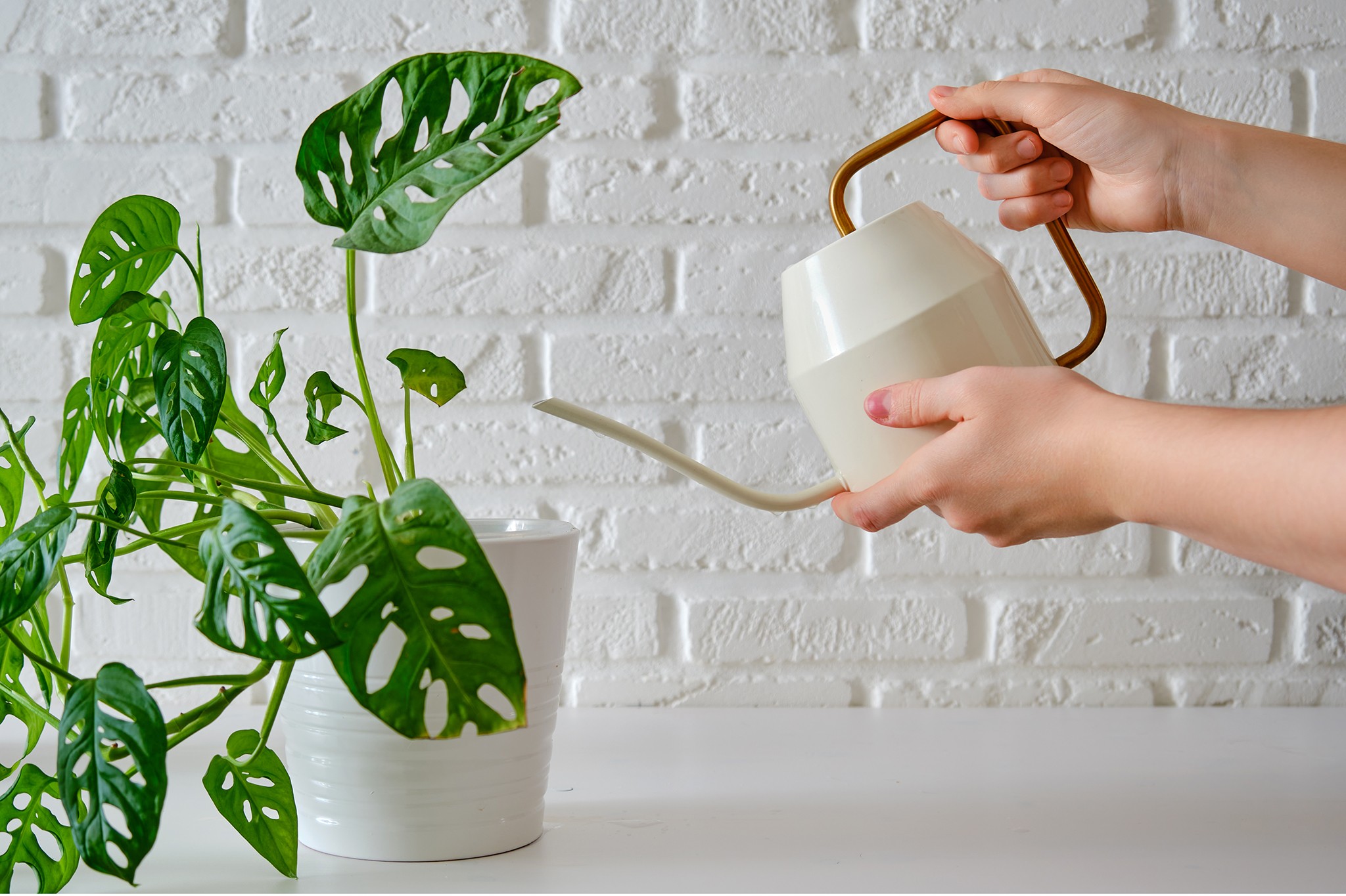 Watering Monstera adansonii. Getty Images