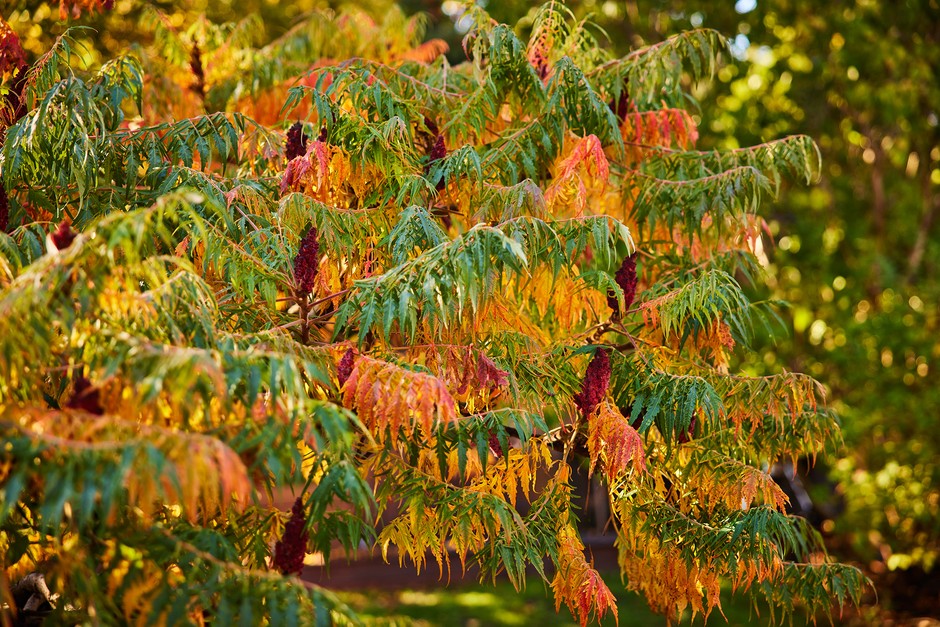 Sumac tree in autumn. David Loftus