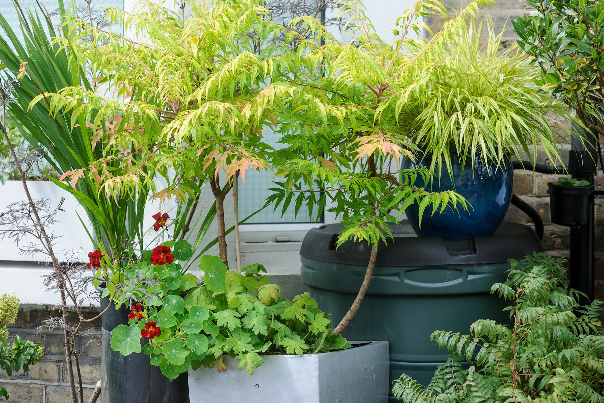 Sumac tree growing in a pot. Jason Ingram