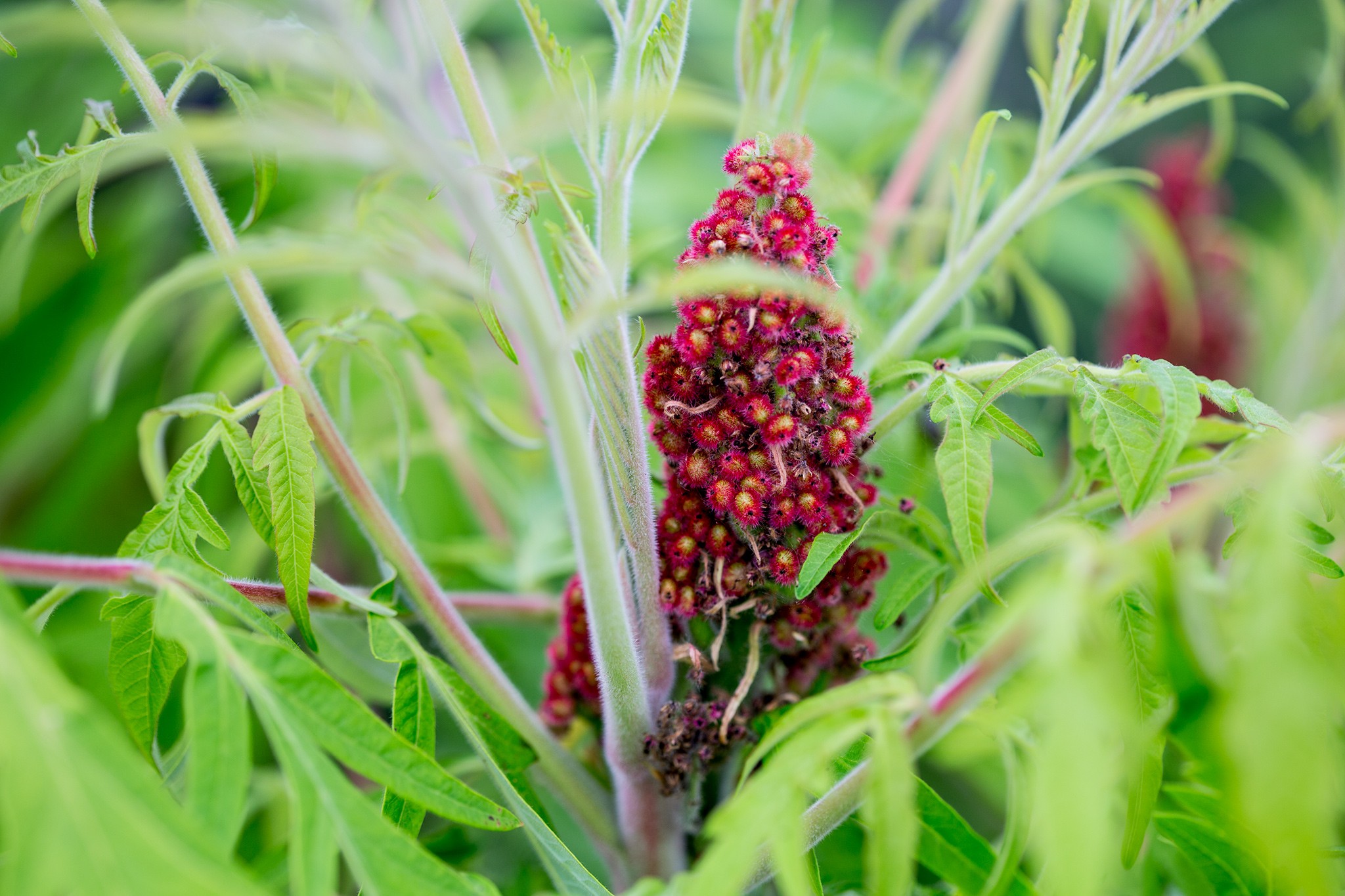 Sumac tree fruit. Pal Debois