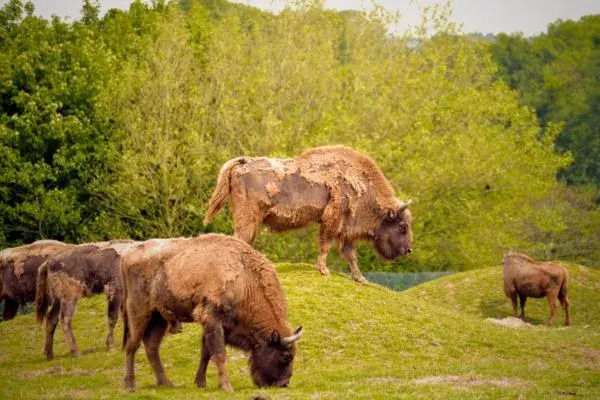 Experience Cork with Family